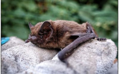 Rabid bat found in Colorado county, first of 2021 | OutThere Colorado