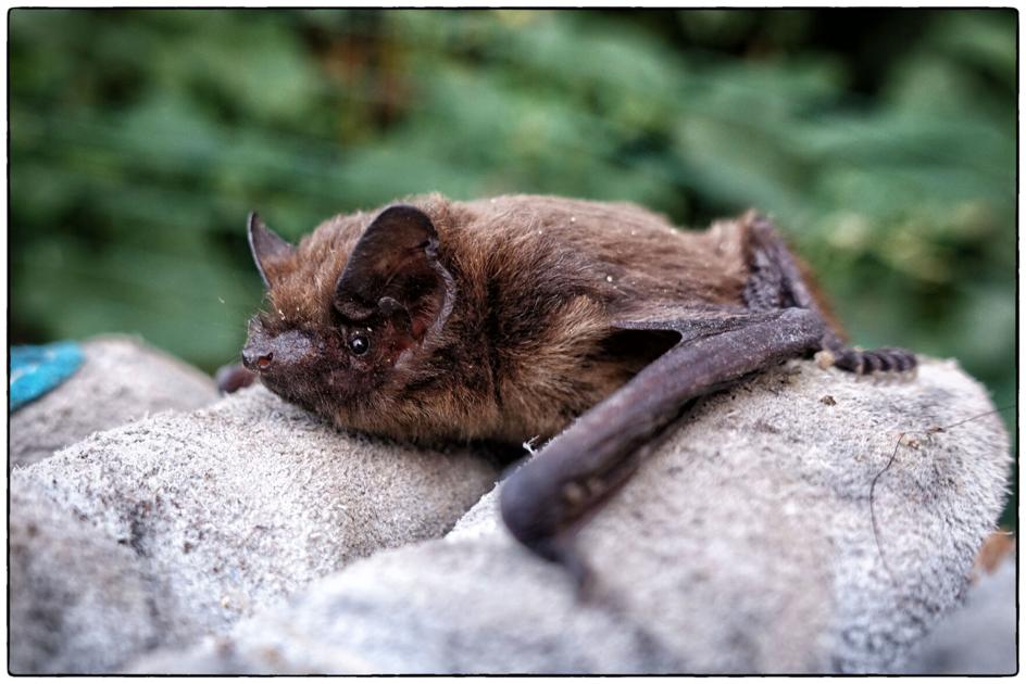 Rabid bat found in Colorado county, first of 2021 | OutThere Colorado