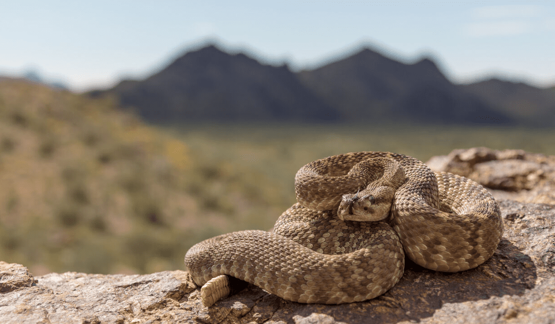 Dog bitten by rattlesnake in Colorado – a reminder to pet owners of lurking risk | OutThere Colorado