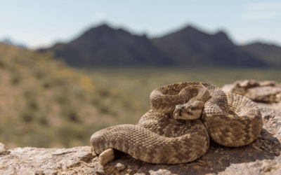 Dog bitten by rattlesnake in Colorado – a reminder to pet owners of lurking risk | OutThere Colorado
