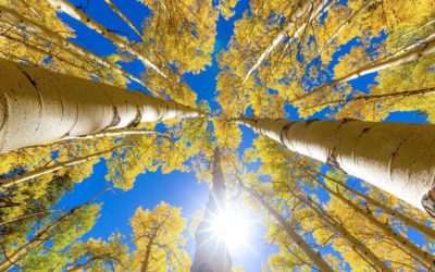 Here’s when aspens might start changing colors this year in Colorado | OutThere Colorado