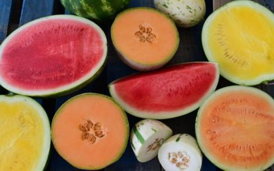 How Rocky Ford melons in Colorado have become world famous