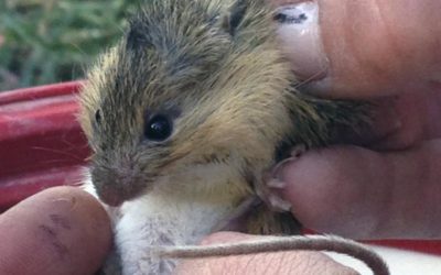 US Forest Service accused of failing to protect meadow mouse | OutThere Colorado