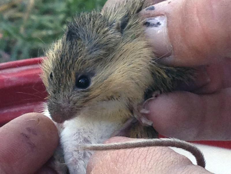 US Forest Service accused of failing to protect meadow mouse | OutThere Colorado