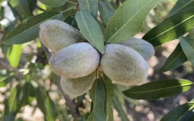 California drought takes toll on world’s top almond producer | OutThere Colorado