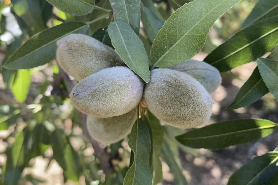 California drought takes toll on world’s top almond producer | OutThere Colorado