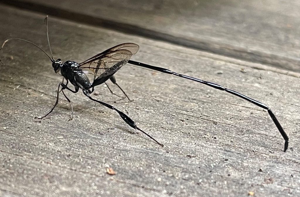 Common garden bugs in Colorado and how to get rid of them