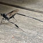 Common garden bugs in Colorado and how to get rid of them