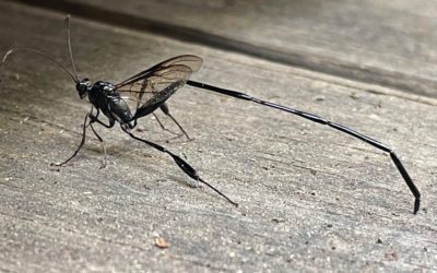 Common garden bugs in Colorado and how to get rid of them