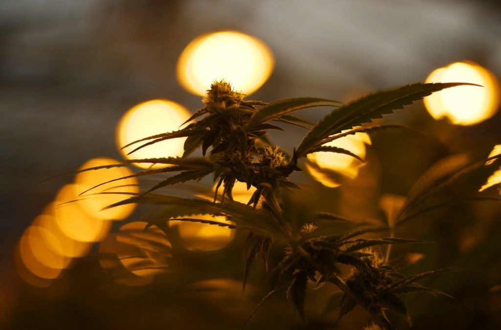 Colorado marijuana entrepreneurs fuel ‘green rush’ in Oklahoma – Portland Press Herald