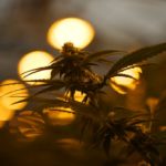 OklahomaMarijuana2-1024×695.jpg