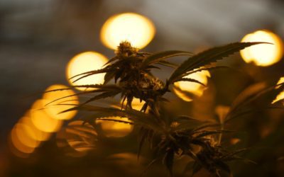 Colorado marijuana entrepreneurs fuel ‘green rush’ in Oklahoma – Portland Press Herald