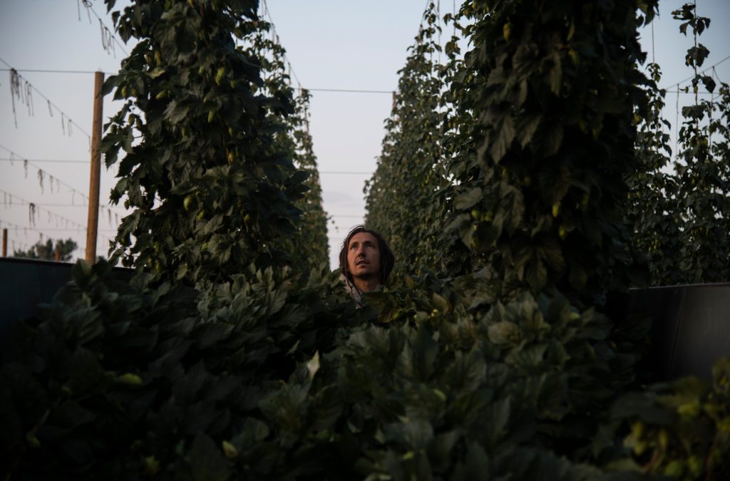 Trouble brewing for Colorado hops farmers
