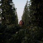 Trouble brewing for Colorado hops farmers