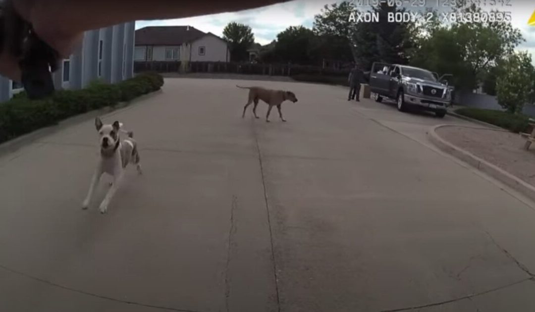 Colorado Police Officer Sued for ‘Recklessly’ Shooting Family Dog