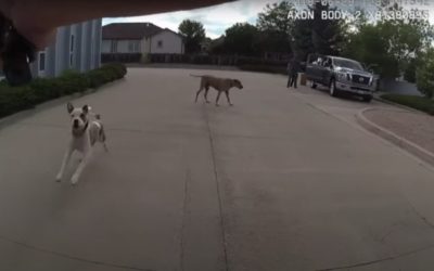 Colorado Police Officer Sued for ‘Recklessly’ Shooting Family Dog