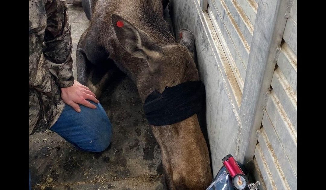 Colorado Moose Calf Reunited with Mother After Plummeting 4 Feet Into Burned Basement