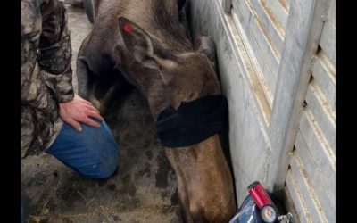 Colorado Moose Calf Reunited with Mother After Plummeting 4 Feet Into Burned Basement