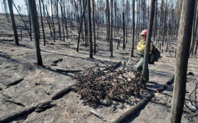 Colorado wildfires: Black Mountain Fire nears containment