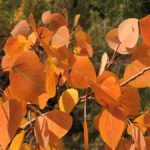 2a97f30a-9b5e-4841-8f30-2cb88ef96a9a-orange_aspen.jpg