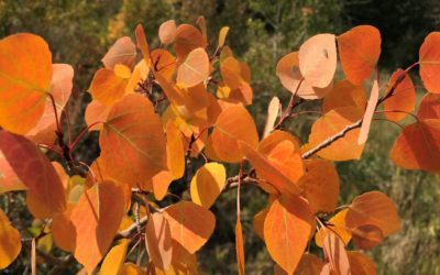 2021 Colorado aspen tree viewing guide: Wildfires do little to darken fall color show