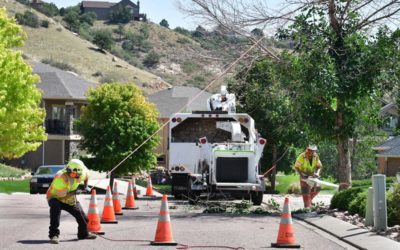 Mother Nature wallops trees in Colorado Springs