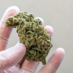 Best-Marijuana-Jobs-in-Colorado-Right-Now.jpg