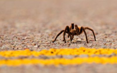 The tarantulas are coming out of hiding in southeastern Colorado