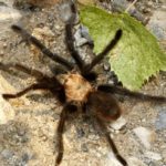 Great migration of tarantulas is underway in Colorado - UPI.com