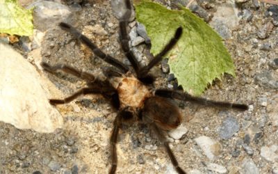 Great migration of tarantulas is underway in Colorado – UPI.com