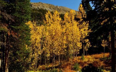 Countdown to leaf-peeping season in Colorado has begun