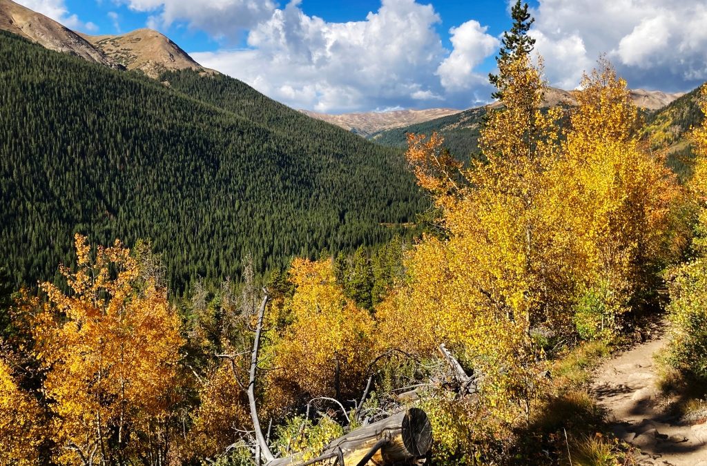 Colorado Leaf-peeping: Tress changing first in Northern Colorado
