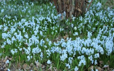 Fall gardening tips: Blooms with fall bulbs in Colorado