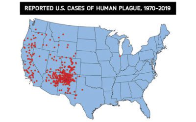 Plague linked to fleas makes headlines in Colorado, California