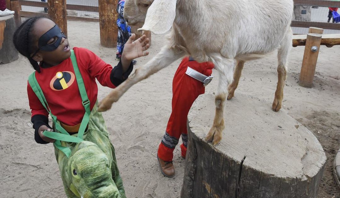 Boo at the Zoo offers tricks, treats and more Halloween fun in Colorado Springs