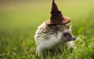 Colorado Springs woman runs a Harry Potter-themed hedgehog breeding business