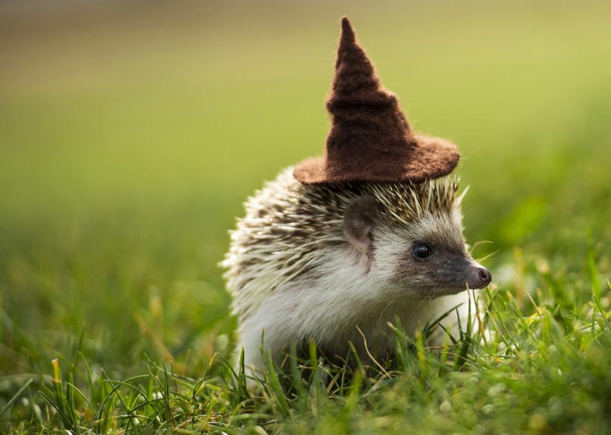 Colorado Springs woman runs a Harry Potter-themed hedgehog breeding business