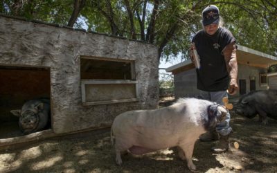 Imperiled potbellied pigs find safe haven in Colorado