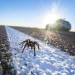 The misunderstood tarantulas of southern Colorado, now making their annual march