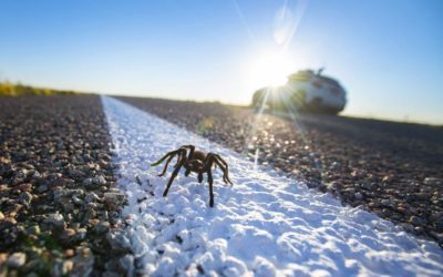 The misunderstood tarantulas of southern Colorado, now making their annual march