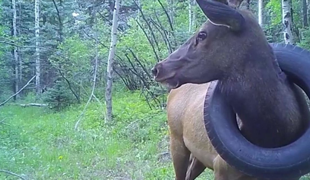 Tire removed from Colorado elk’s neck after more than 2 years