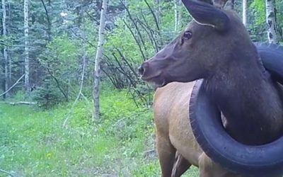 Tire removed from Colorado elk’s neck after more than 2 years