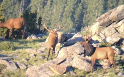After 2 Years, a Tire Is Removed From an Elk’s Neck in Colorado :: WRAL.com