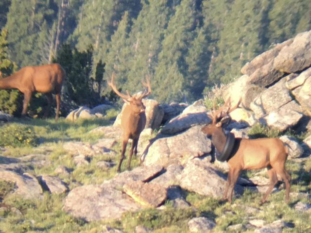 After 2 Years, a Tire Is Removed From an Elk’s Neck in Colorado :: WRAL.com