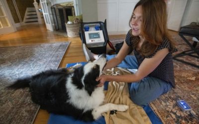 Colorado Springs veterinarian seeks to make pets’ golden years truly that