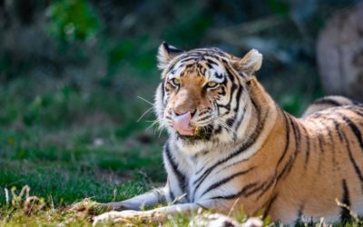 Tigers test positive for COVID-19 at Denver Zoo | OutThere Colorado