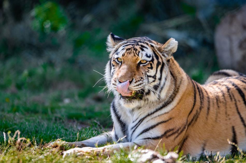 Tigers test positive for COVID-19 at Denver Zoo | OutThere Colorado
