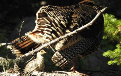 Thoughts and Results, A Colorado State Open Thread, 10/25/2021