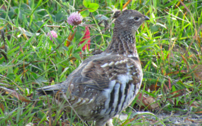 Colorado BHA BCJ Q4 2021 Update – Backcountry Hunters and Anglers