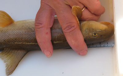 US removes Colorado River fish’s endangered status | Kingman Daily Miner | Kingman, AZ